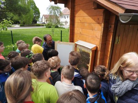 Cerkljanske šolarje je navdušil ogled opazovalnega panja